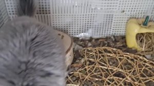 Шиншилла Фиолетовая Королевская Персидская Ангора 50%Носитель Сапфира Девочка!