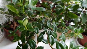 Цветы в доме.Как компактно разместить огромное количество растений. Впустите лето перезимовать!