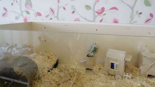 Мы сделали большой террариум для хомяка.  Новый дом для хомяка