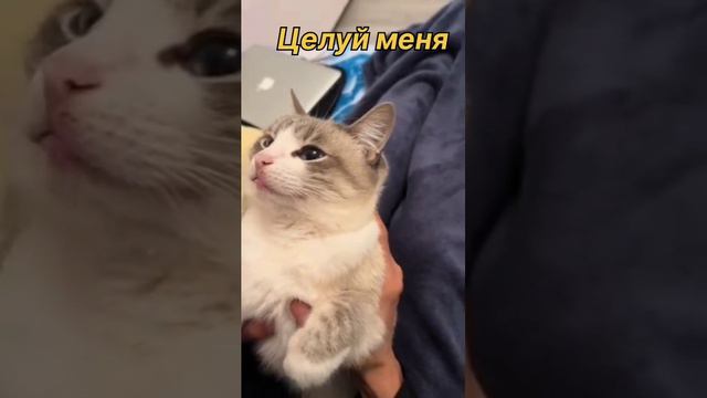 Целуй меня