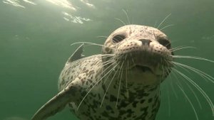 2023 Нерпы Владивосток Дем Клуб