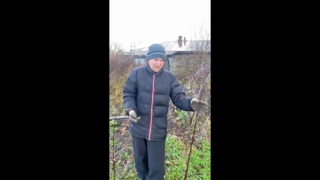 СКОРОПЛОДНЫЕ САЖЕНЦЫ НА СЕЯНЦЕВОМ ПОДВОЕ.