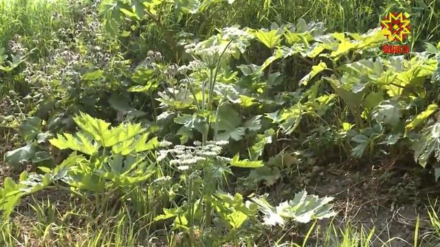 Борщевик жжет! Во всех смыслах смотреть онлайн