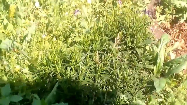 Иллюзия 21 века прикол) ЖЕСТЬ!!!! смотреть онлайн