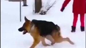 Собака без хвоста