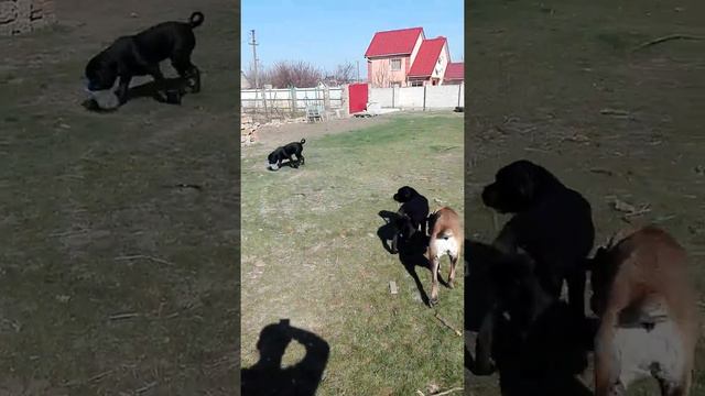 Питомник Кане Корсо прдлагает