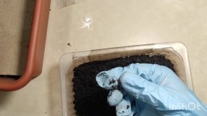 Дендробена. Из 12 червей.