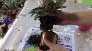 СПАСАЕМ ЗАЛИТУЮ ФИАЛКУ.  СПОКОЙСТВИЕ , ТОЛЬКО СПОКОЙСТВИЕ!!