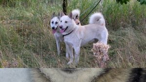 Порода собак. Восточно сибирская лайка.Редчайшая порода собак