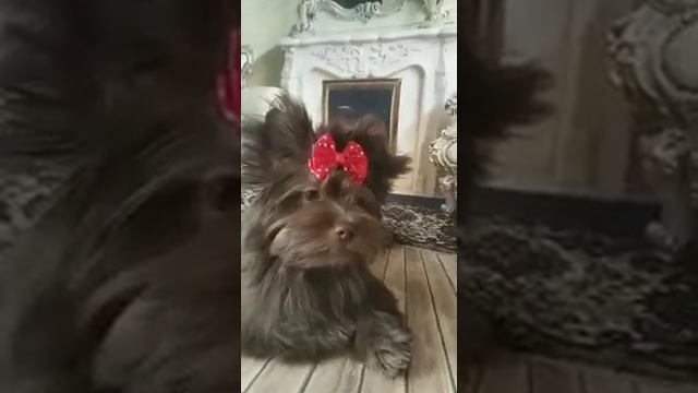 Шоколадный йорк