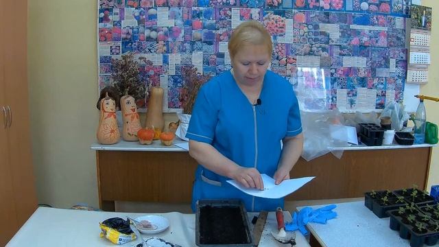 Как вырастить циннии из семян. Посев семян циннии.