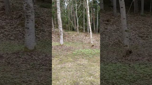 Весенняя прогулка смотреть онлайн