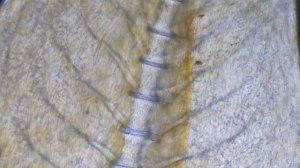 Малек Пицилии (0062)