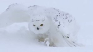 Полярная сова