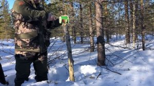 Все зайцы сбегутся на такое угощение | Солонец для зайца | Как сделать солонец