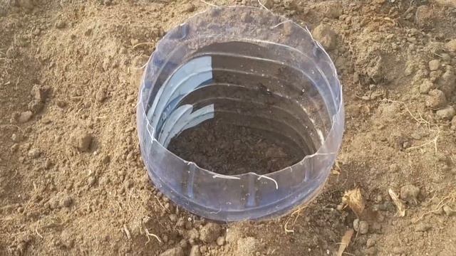 Сажаю томаты по-новому/Интересный способ посадки томатов/Посадка томатов в теплице