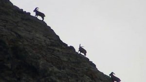 Дикая фауна Карачаево-Черкесии, часть 1-ая