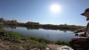 Карась весной на пикер.