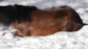 Кони в яблоках кони серые. Dappled horses are grey horses.