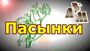 ? Как пасынковать виноград