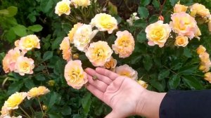 ХОТИТЕ ЧТОБЫ РОЗА ОБИЛЬНО И ЯРКО ЦВЕЛА? СДЕЛАЙТЕ ЭТО СЕЙЧАС!  ROSE FLOWED PROFUSIBLY AND BRIGHTLY!