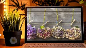 Как изменить цвет и засушить срезанную гортензию.