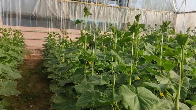 состояние огурчиков в теплице на 13 сентября смотреть онлайн