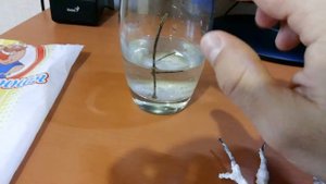 Дерево из соли