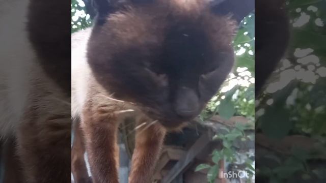 Старый дачный кот моего соседа!!!???My neighbor's old country cat смотреть онлайн