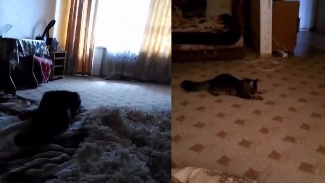 Киевский кот по имени Клёпа  живёт на Хрещатике смотреть онлайн