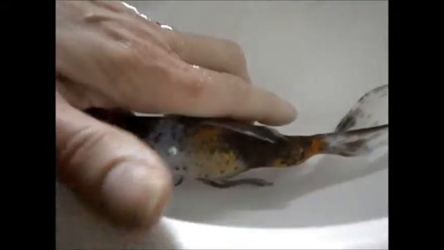 Золотая рыбка - "Шабункин".. отдыхает .. смотреть онлайн