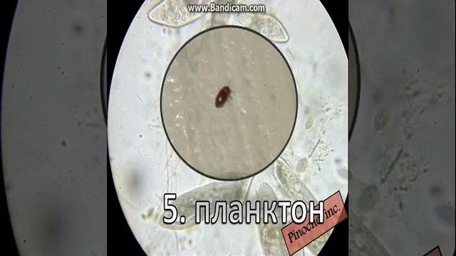 ТОП-9 САМЫХ МАЛЕНЬКИХ НАСЕКОМЫХ В МИРЕ!!!