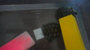 КАК СОДЕРЖАТЬ ЧЕРЕПАХУ В ПЕРЕНОСКЕ?