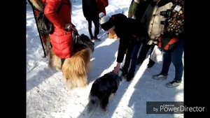 ЧЕМ ОТЛИЧАЮТСЯ ШЕЛТИ ОТ КОЛЛИ? // ГОВОРЯЩАЯ ШЕЛТИ ЛЕССИ!  #шелти #колли #собаки