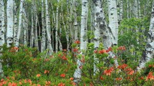 Песня о родном крае автор ролика А С