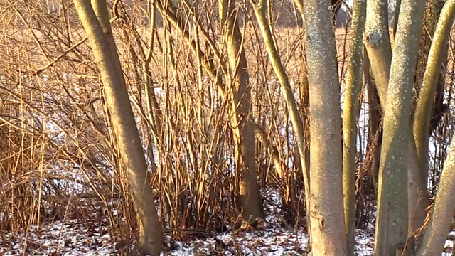 мы гуляем смотреть онлайн