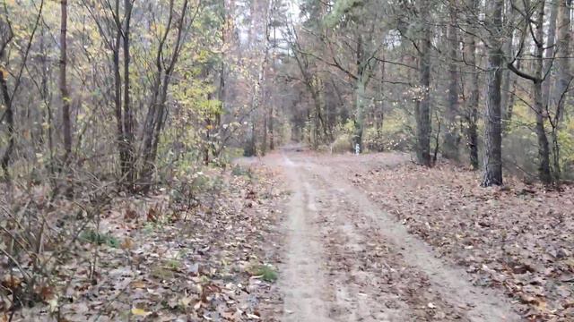 #Прогулка 🌲 Осенью и 🌲 Сосновый #Лес в Пасмурный и Дождливый День 4k Forest Nature #Walk Video