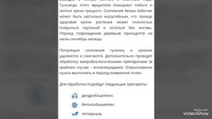 Болезни грецкого ореха.