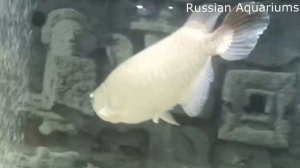 Серебряная арована Серебристая арована Arowana