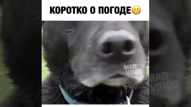 О погоде