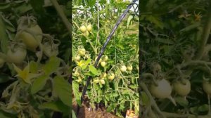 Томаты Смайлик и Добрая фея растут на грядке.