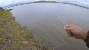 Рыбалка на Амуре на резинку. Бешеный клёв в дождливую погоду.