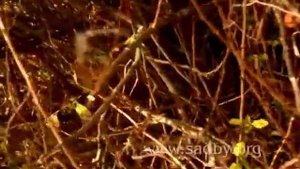 Обрезка Айвы японской. Плодовые кустарники . Часть 9 Автор Николай Рабушко. ©