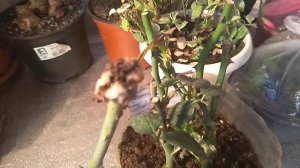 Черенки Роз . Развитие черенков с проросшими почками.