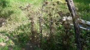 Убираем урожай и семена моркови#запас_семян_моркови#мы_всегдасурожаемсэтимисеменами#