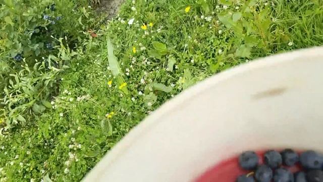 МАЛИНА-КРАСАВИЦА, ГОЛУБИКА всем НРАВИТСЯ! смотреть онлайн