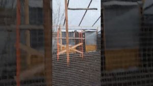 вольер для павлинов