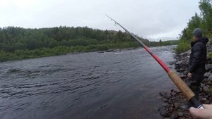 Горбуша на реке Кола. Шонгуй. Мурманская область./Salmon on the Kola river. Murmansk region.