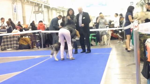 Kiev CACIB FCI 05.12.2015 смотреть онлайн