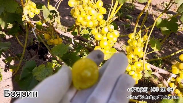 Обзор виноградника 2022 года. Часть 2. Беларусь (Зорянка, Гетман, Белая надежда,Чернява дивчина и д смотреть онлайн